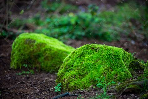 青苔 苔蘚|青苔（苔藓类植物）